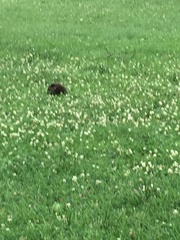 Sciurus carolinensis