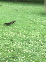 Sciurus carolinensis