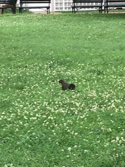 Sciurus carolinensis