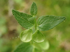 Scutellaria parvula australis