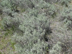 Artemisia tripartita