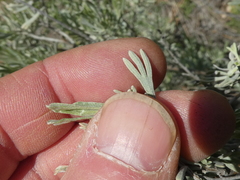 Artemisia tripartita