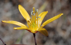 Bloomeria crocea