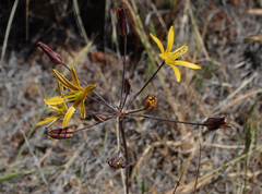 Bloomeria crocea