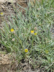 Erigeron linearis
