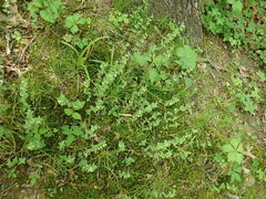 Scutellaria parvula australis