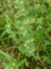 Scutellaria parvula australis