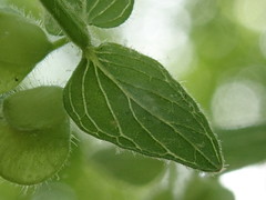 Scutellaria parvula australis