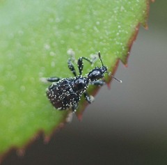 Compsapoderus erythropterus
