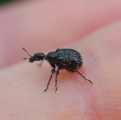Compsapoderus erythropterus