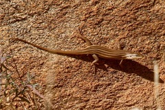 Trachylepis sulcata