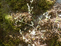 Nemophila breviflora