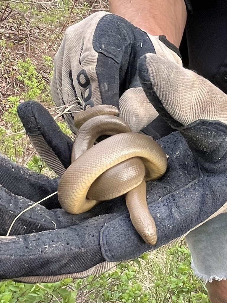 Northern Rubber Boa From Uinta-wasatch-cache National Forest, Salt Lake 