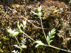 Nemophila breviflora
