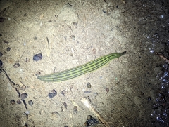 Whitmania laevis