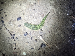 Whitmania laevis