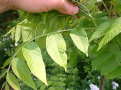Phylloxera foveola