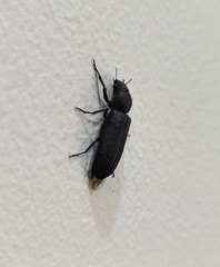 Polycaon