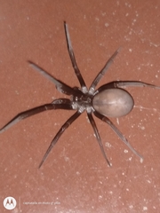 Kukulcania hibernalis