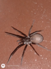 Kukulcania hibernalis