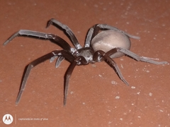 Kukulcania hibernalis