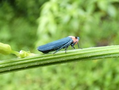 Barbinolla costaricensis