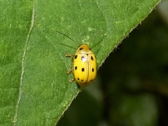 Cryptocephalus octodecimpunctatus