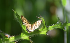 Pseudopanthera macularia
