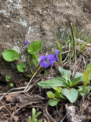 Viola selkirkii