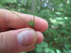 Carex jamesii