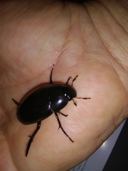 Hydrophilus ovatus