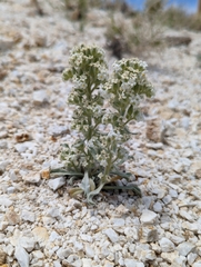 Oreocarya hoffmannii