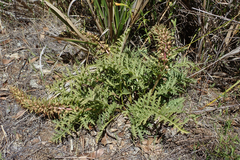 Pedicularis densiflora