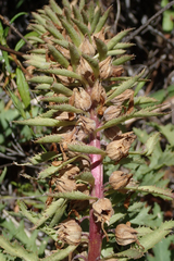 Pedicularis densiflora