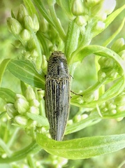 Melanotus staudingeri