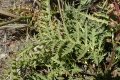 Pedicularis densiflora