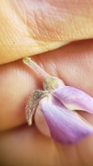 Lupinus albicaulis
