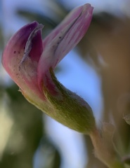 Astragalus wootonii