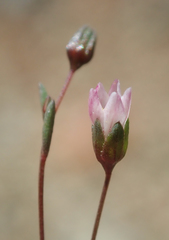 Hesperolinon micranthum