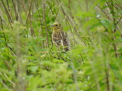 Emberiza citrinella