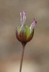 Hesperolinon micranthum