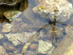 Etheostoma crossopterum