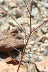 Hesperolinon micranthum