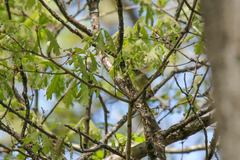 Vireo philadelphicus