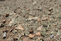 Hesperolinon micranthum