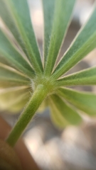 Lupinus albicaulis