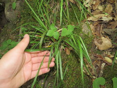 Carex cumberlandensis