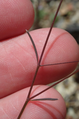 Hesperolinon micranthum