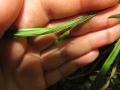 Carex cumberlandensis