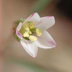 Hesperolinon micranthum